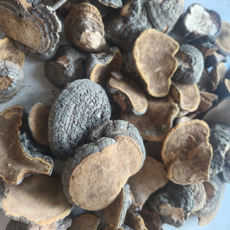 桑黄祥泰药材栈中药材批发零售实物拍摄量多从优欢迎咨询
