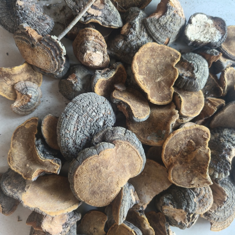 桑黄祥泰药材栈中药材批发零售实物拍摄量多从优欢迎咨询