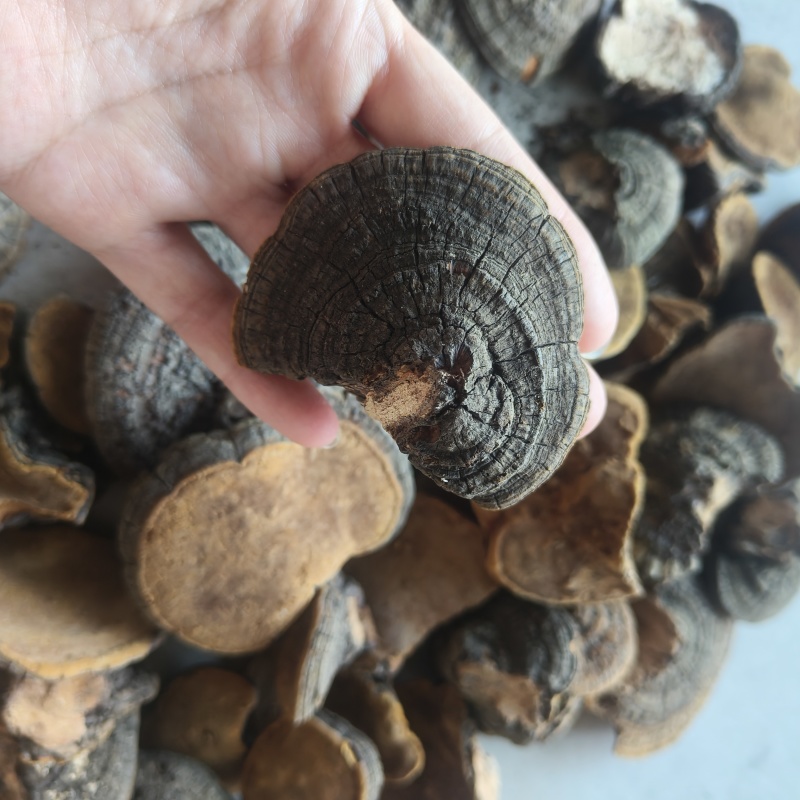 桑黄祥泰药材栈中药材批发零售实物拍摄量多从优欢迎咨询