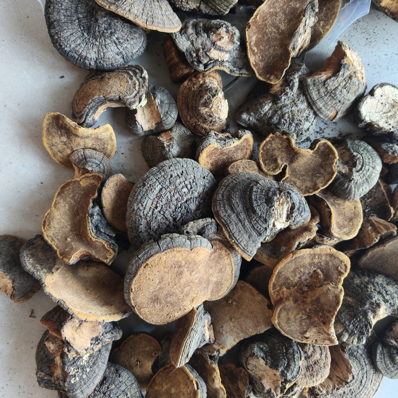 桑黄祥泰药材栈中药材批发零售实物拍摄量多从优欢迎咨询