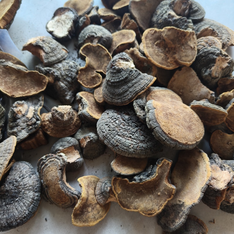 桑黄祥泰药材栈中药材批发零售实物拍摄量多从优欢迎咨询