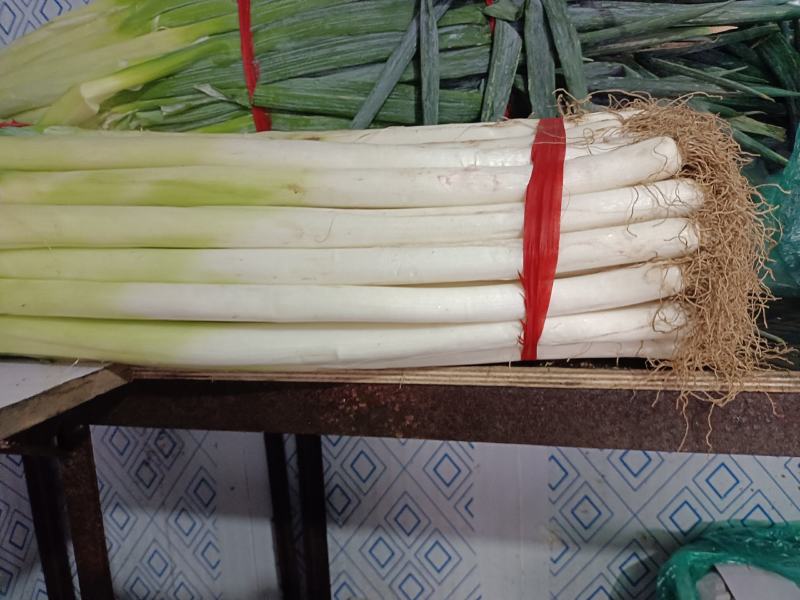 正宗铁杆大葱葱白长且粗优质精品超市货市场货都有按要求分拣打捆