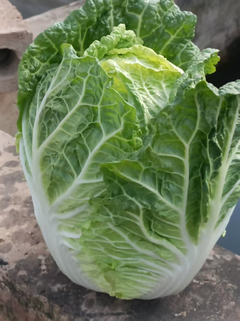 白菜苗耐寒耐旱好存活价格低包售后批发全国发货来电订货