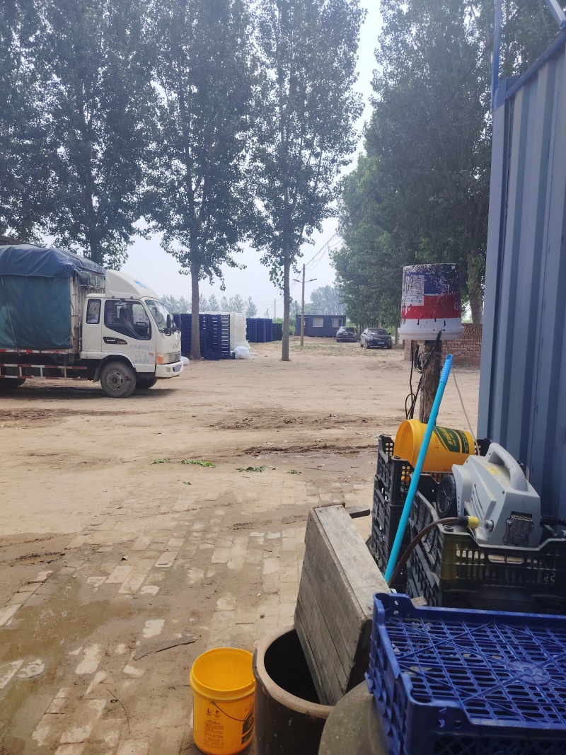 巨峰无核葡萄可以摘了