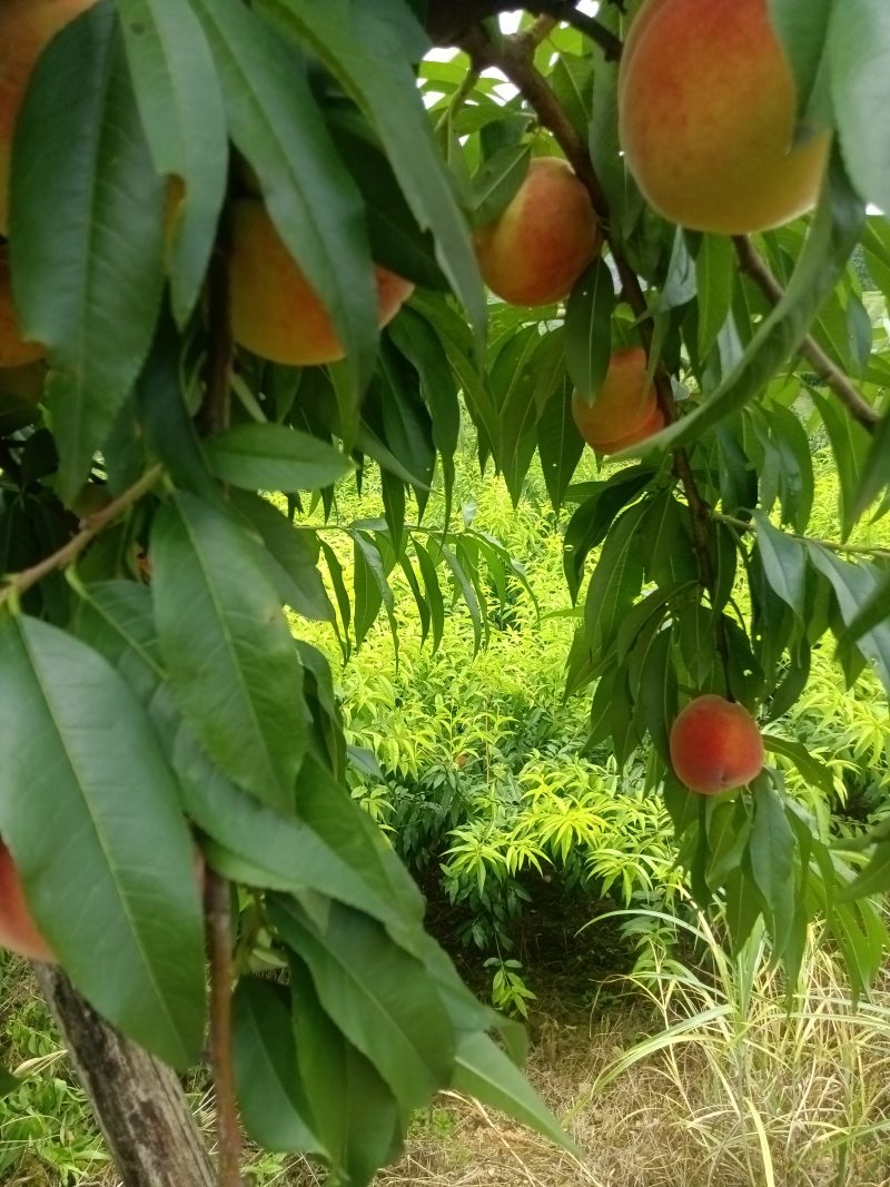 7月26号，红不软桃也上市中