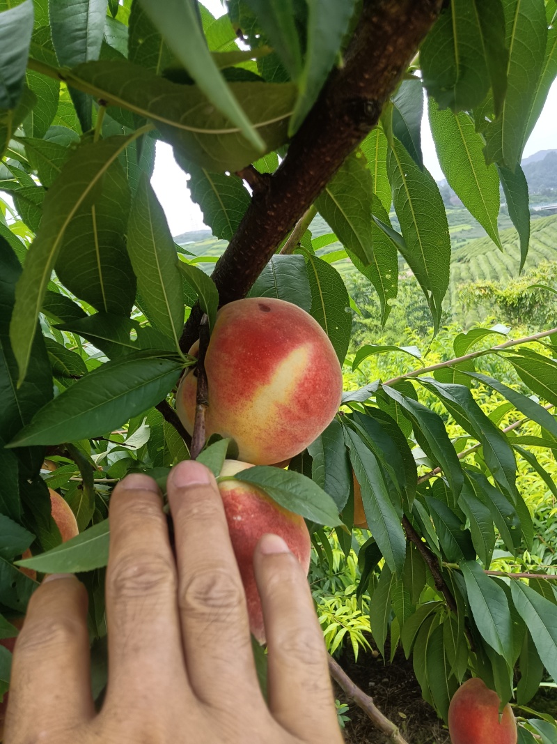 7月26号，红不软桃也上市中
