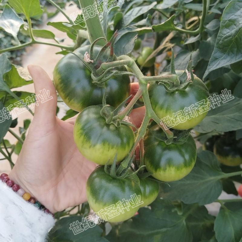 草莓番茄种子草莓西红柿种子绿肩浓郁脆甜可口抗病性强甜味浓