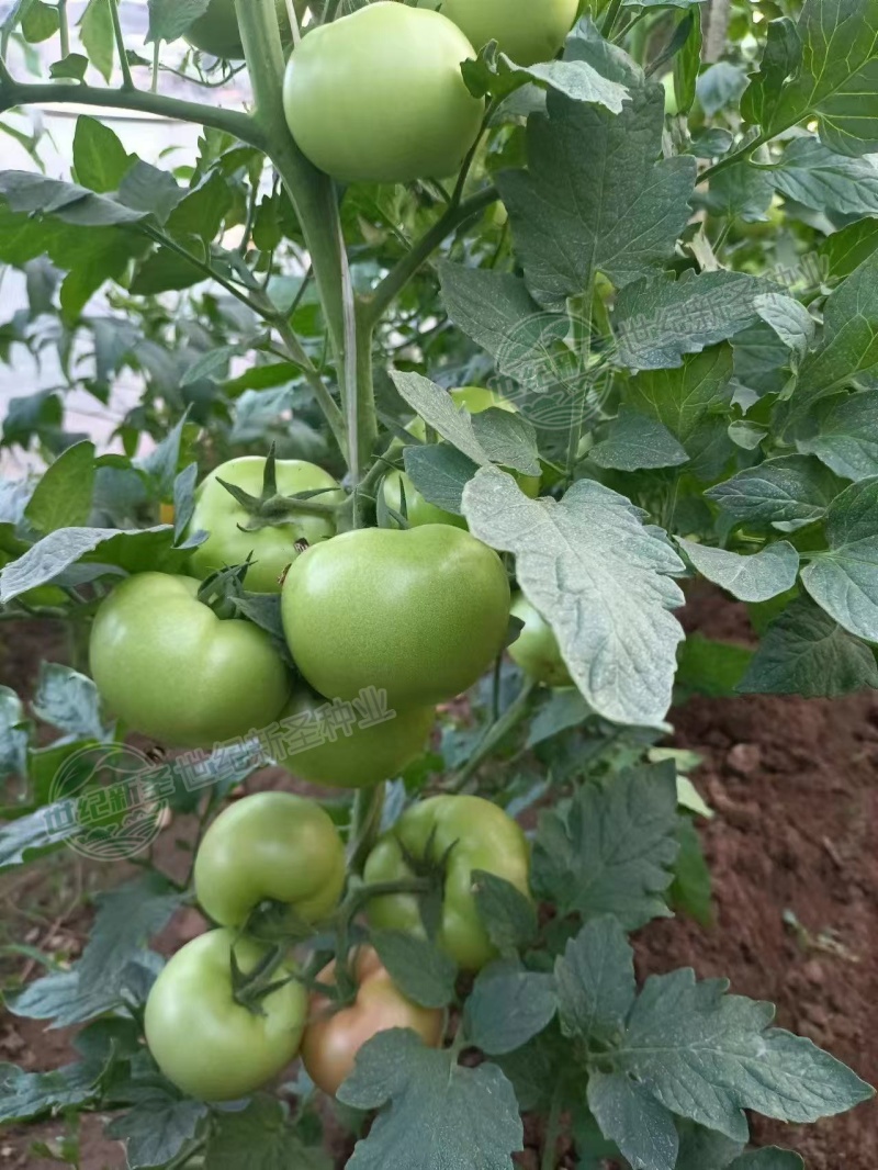 硬粉番茄种子西红柿耐运输靓粉果产量高抗病毒抗灰叶斑抗裂果