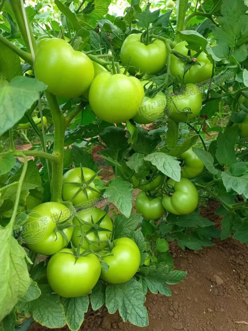 硬粉番茄种子西红柿耐运输靓粉果产量高抗病毒抗灰叶斑抗裂果
