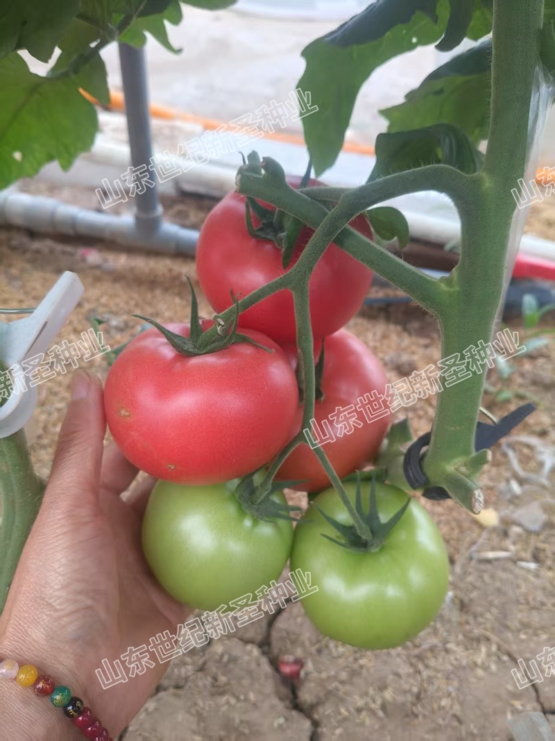 粉果番茄种子西红柿耐运输高产抗病毒耐高温高湿越夏露天专用