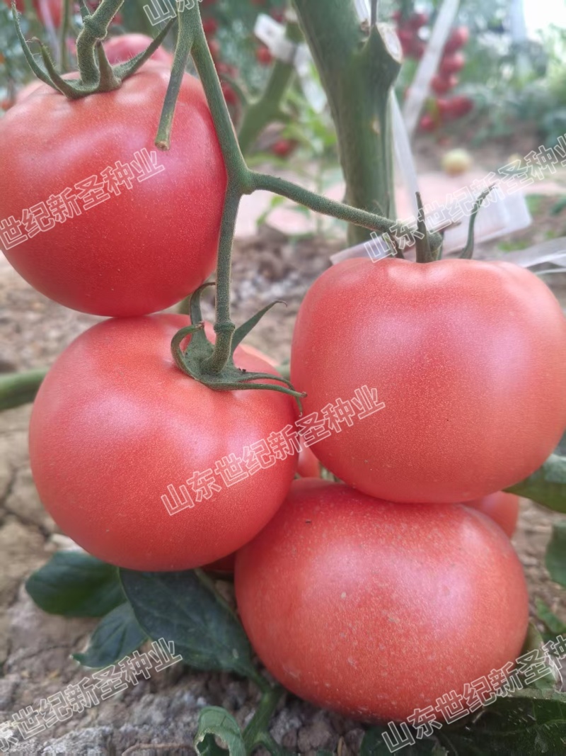 粉果番茄种子西红柿耐运输高产抗病毒耐高温高湿越夏露天专用