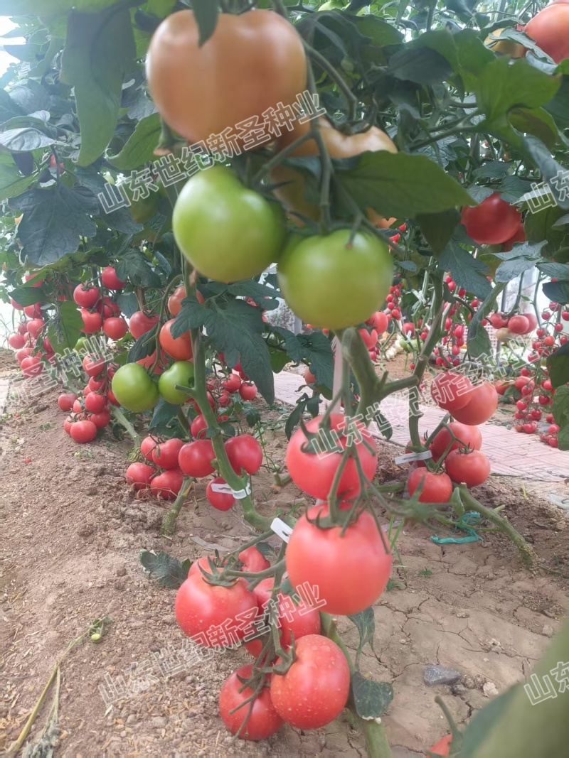 粉果番茄种子西红柿耐运输高产抗病毒耐高温高湿越夏露天专用