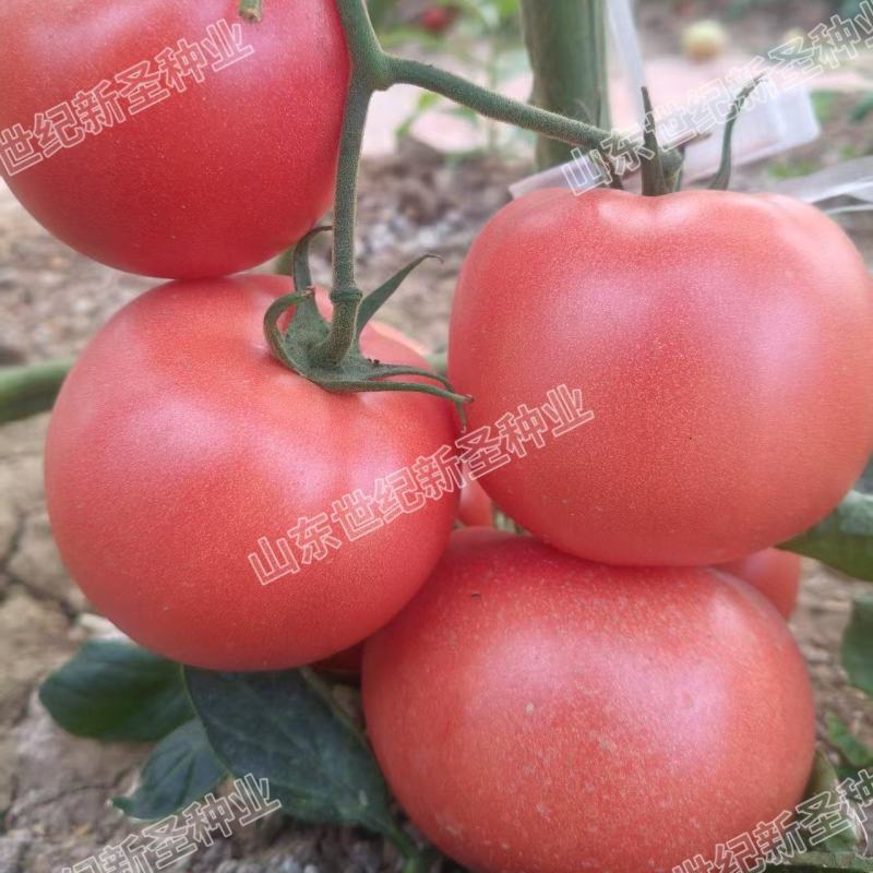 粉果番茄种子西红柿耐运输高产抗病毒耐高温高湿越夏露天专用