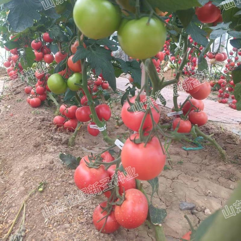普罗旺斯种苗基地直发寿光蔬菜种苗