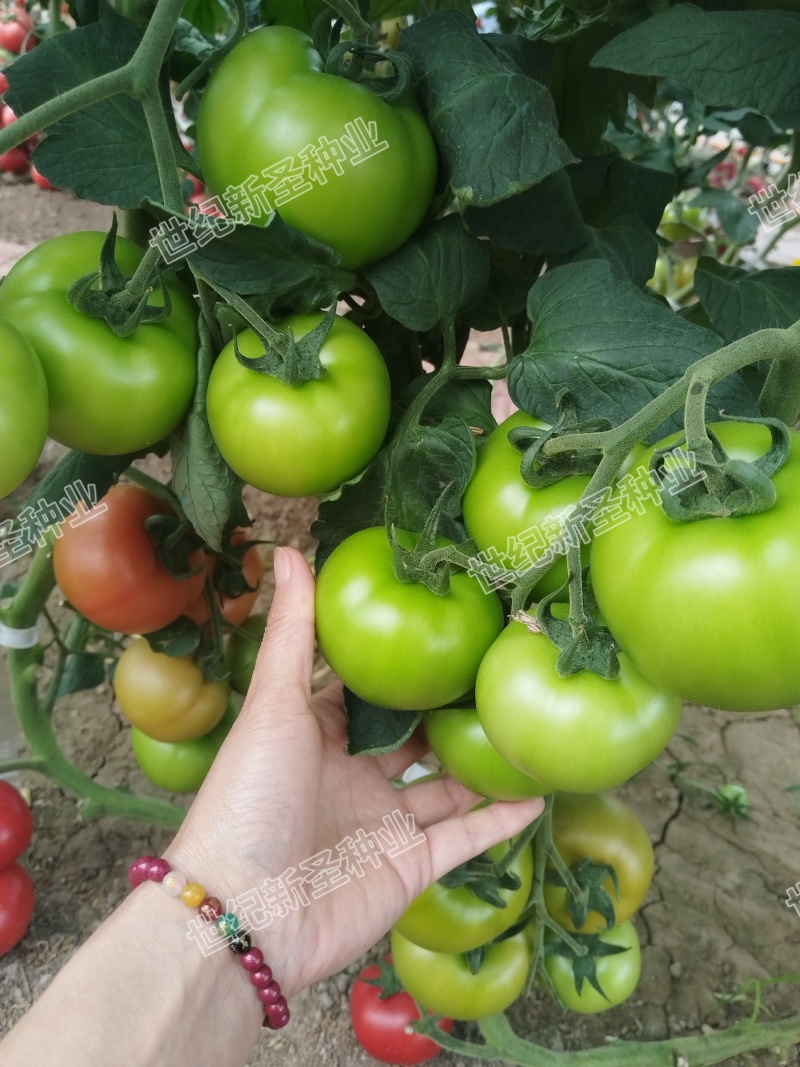大粉苗基地直发西红柿苗硬粉番茄苗大粉番茄苗高产抗病毒