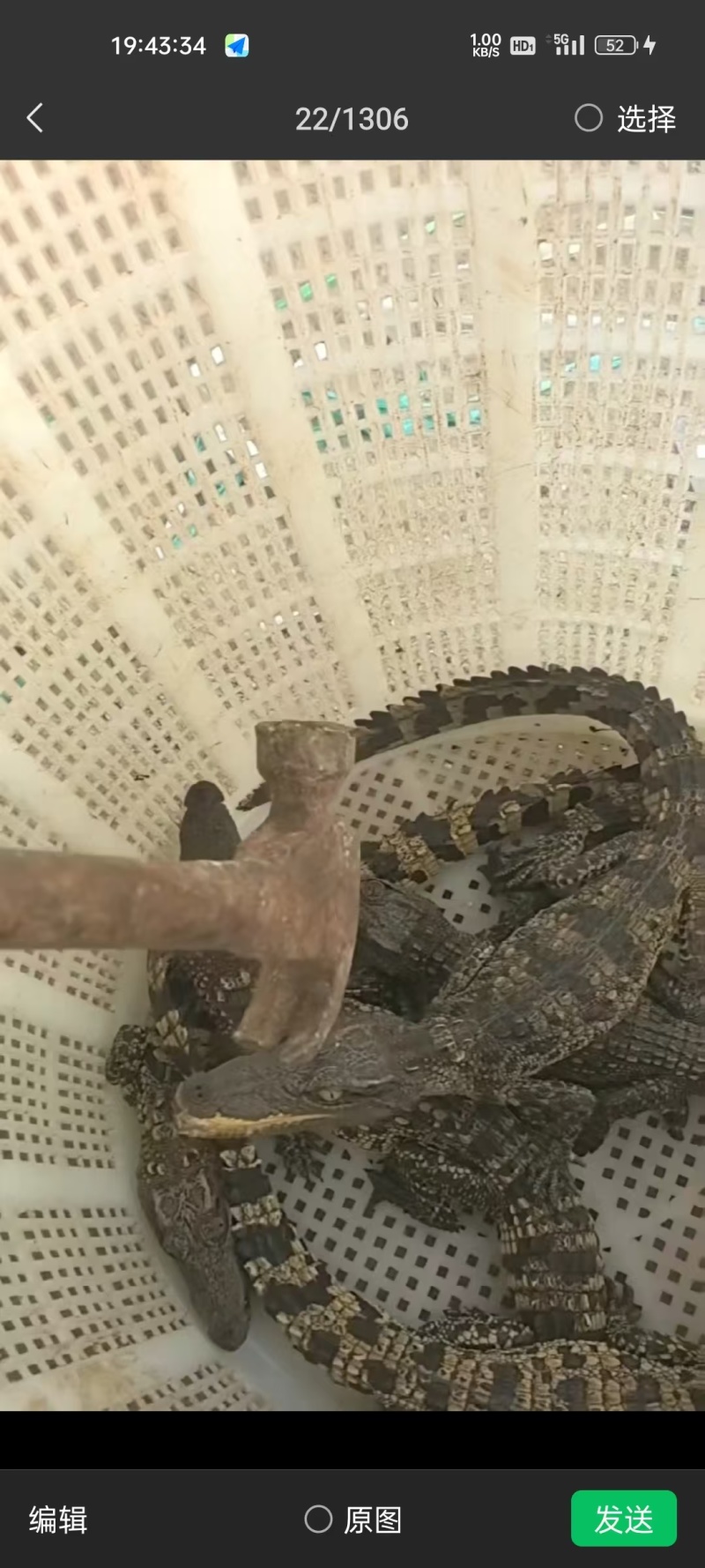 宠物鳄鱼大量有货，暹罗鳄鳄鱼苗。