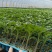 早熟大果硬粉番茄苗抗病毒等多种病症寿光种苗基地亮粉耐运输