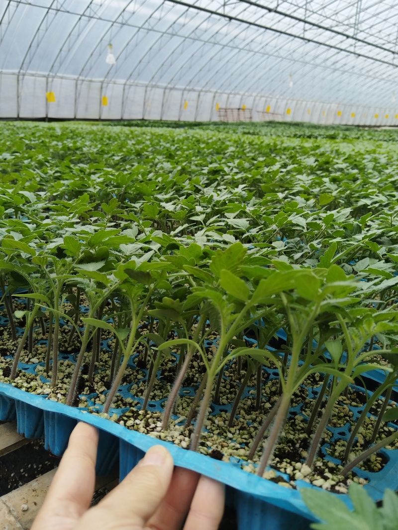 早熟大果硬粉番茄苗抗病毒等多种病症寿光种苗基地亮粉耐运输
