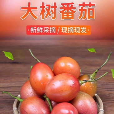 云南大树番茄，鸡蛋果洋酸茄源头直发，价格实惠