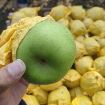 翠冠梨一手货源套袋青皮翠冠梨可视频看货