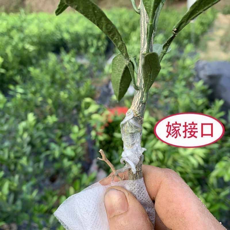 正宗新款新品种果树嫁接橙红冰糖嫁接苗橙子盆栽南北方种植