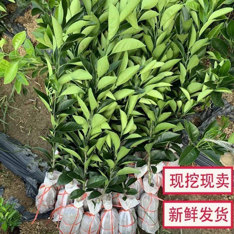 正宗新款新品种果树嫁接橙红冰糖嫁接苗橙子盆栽南北方种植