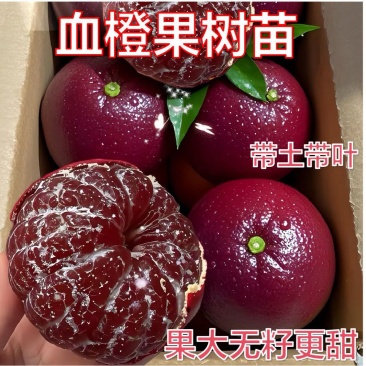 正宗新款新品种果树嫁接橙红冰糖嫁接苗橙子盆栽南北方种植