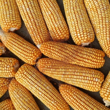 粮食玉米杂交玉米干玉米鲜玉米（玉米粑粑）