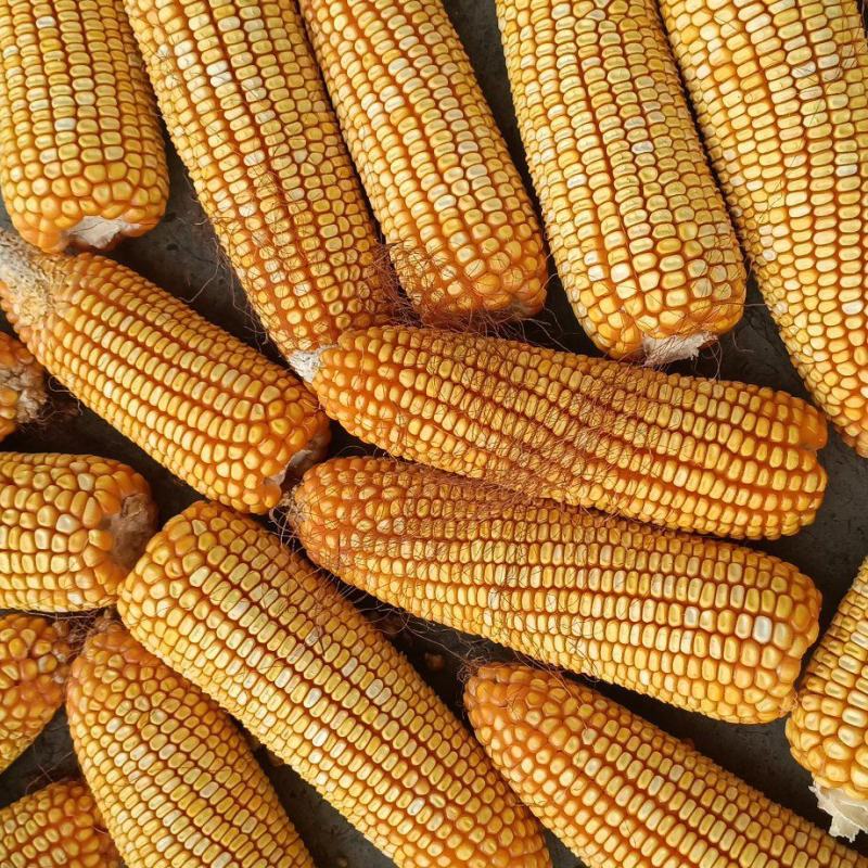 粮食玉米杂交玉米干玉米鲜玉米（玉米粑粑）
