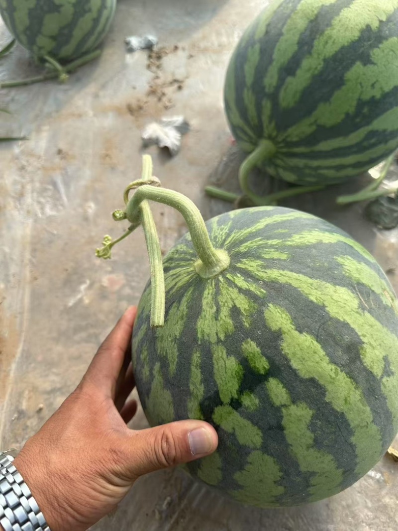 宁夏麒麟西瓜大量上市欢迎老板来电咨询产地直接发货