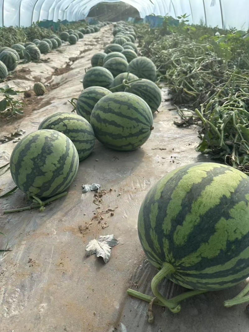 宁夏麒麟西瓜大量上市欢迎老板来电咨询产地直接发货