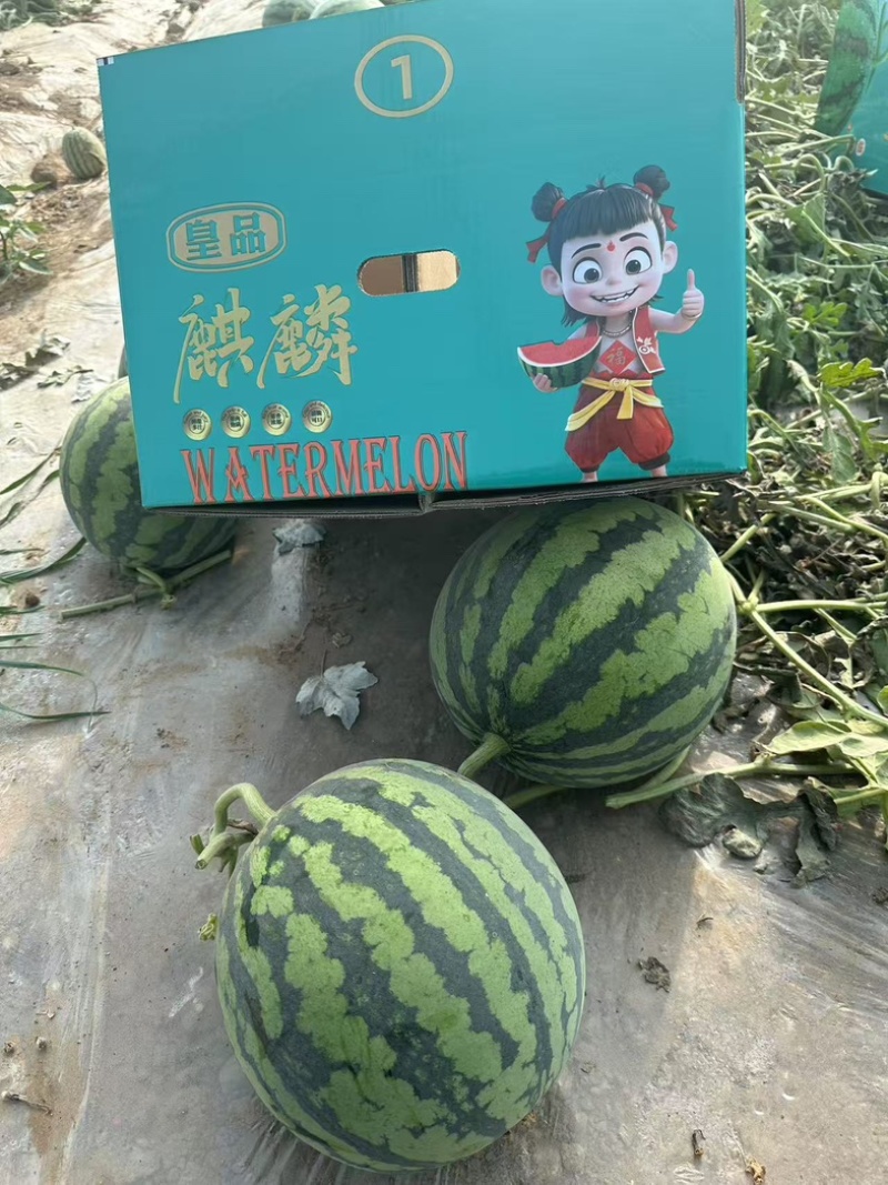 宁夏麒麟西瓜大量上市欢迎老板来电咨询产地直接发货