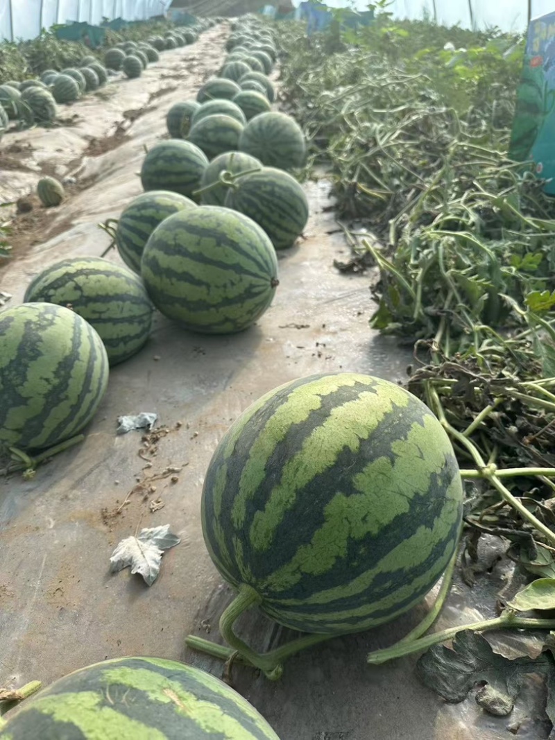 宁夏麒麟西瓜大量上市欢迎老板来电咨询产地直接发货
