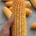粮食玉米杂交玉米干玉米鲜玉米（玉米粑粑）