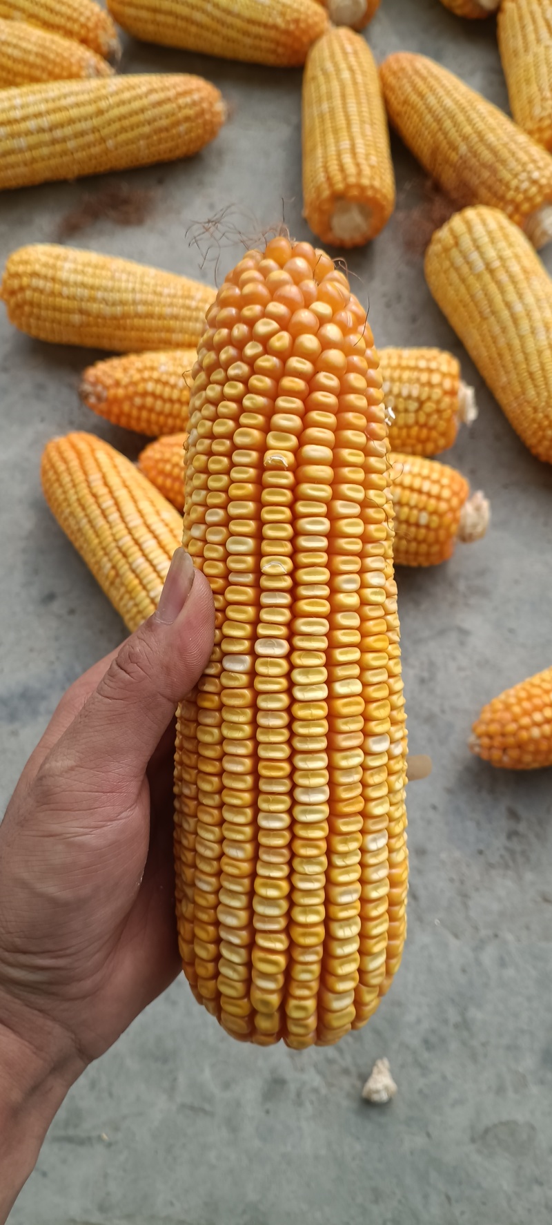 粮食玉米杂交玉米干玉米鲜玉米（玉米粑粑）