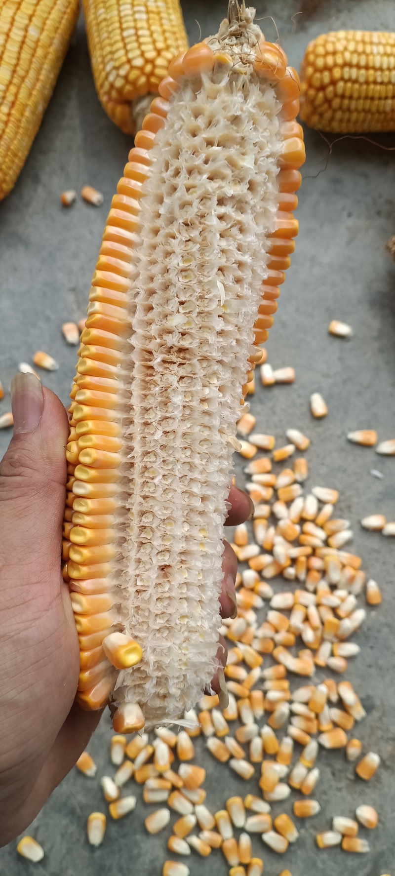 粮食玉米杂交玉米干玉米鲜玉米（玉米粑粑）