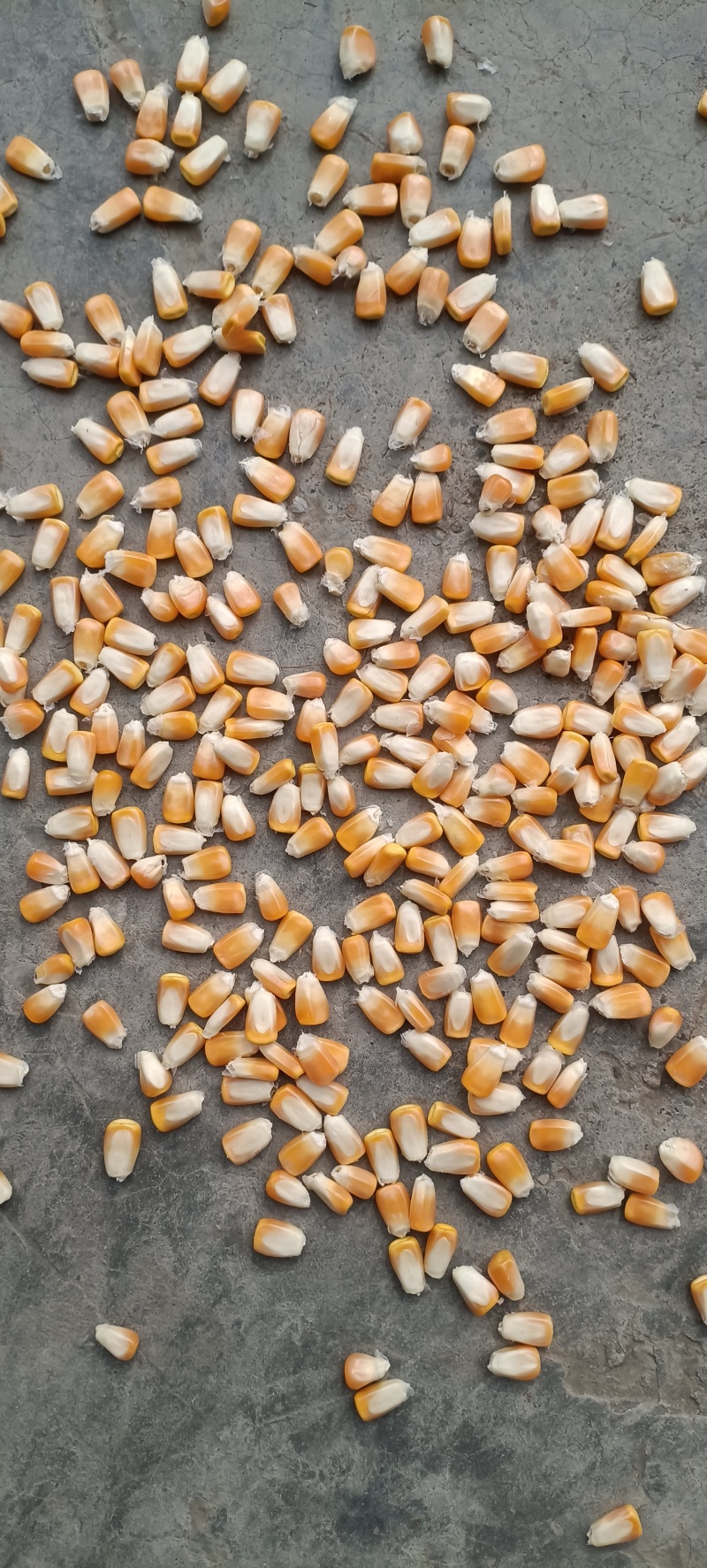 粮食玉米杂交玉米干玉米鲜玉米（玉米粑粑）