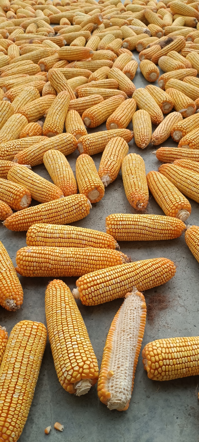 粮食玉米杂交玉米干玉米鲜玉米（玉米粑粑）