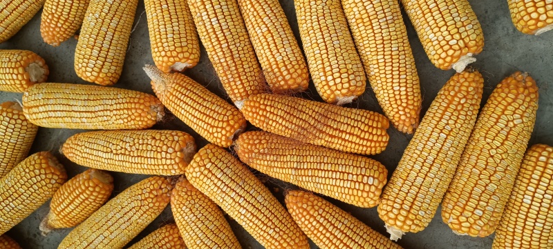 粮食玉米杂交玉米干玉米鲜玉米（玉米粑粑）