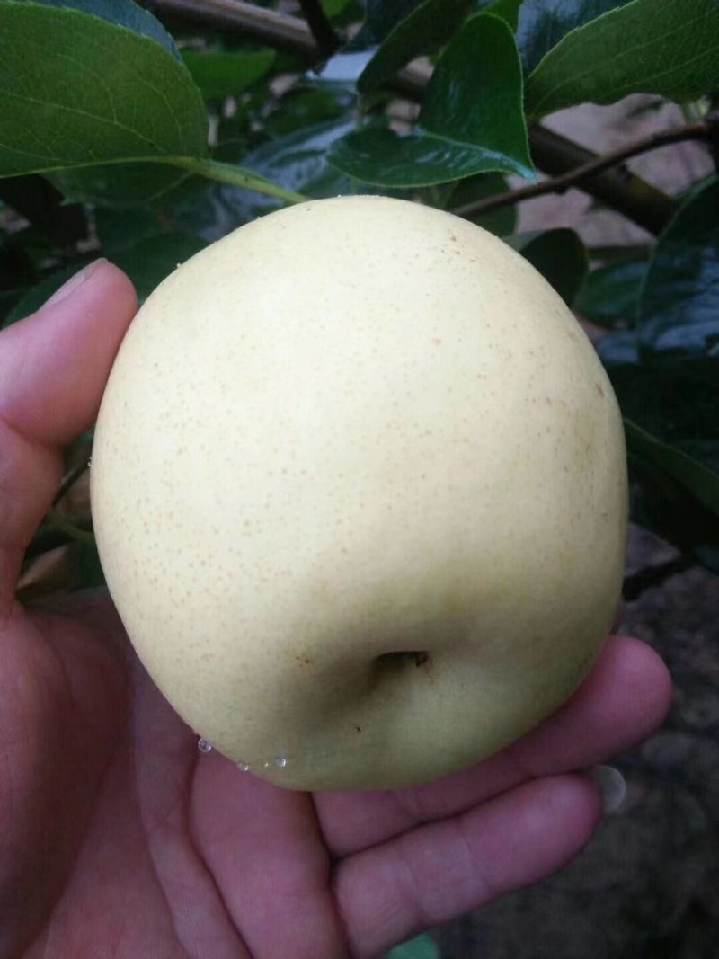 半斤以上