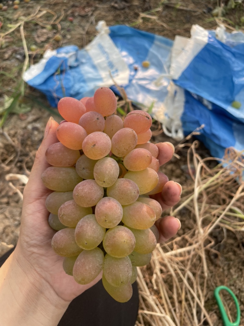 200亩果园，品种多，目前晚夏正上市，阳光玫瑰