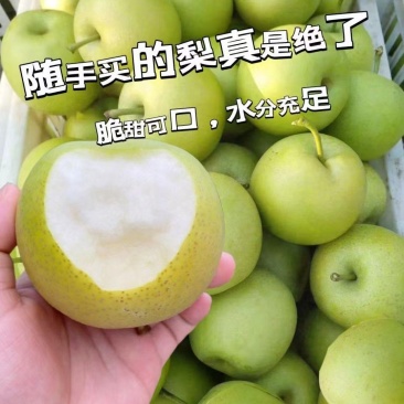 精品皇冠梨，泊头精品皇冠梨，现货速发保质保量