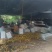 梨子，华梨，圆黄，翠冠大量有货，基地直发