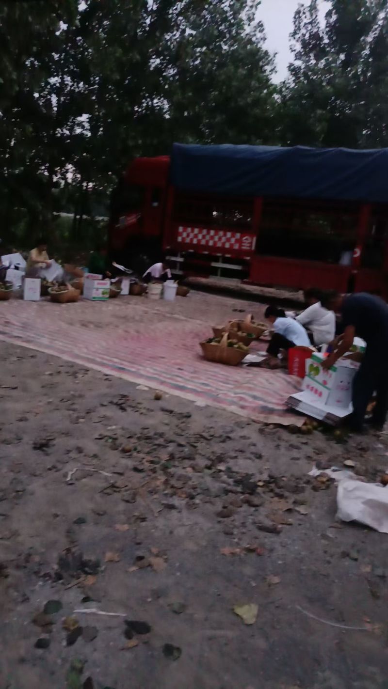 梨子，华梨，圆黄，翠冠大量有货，基地直发