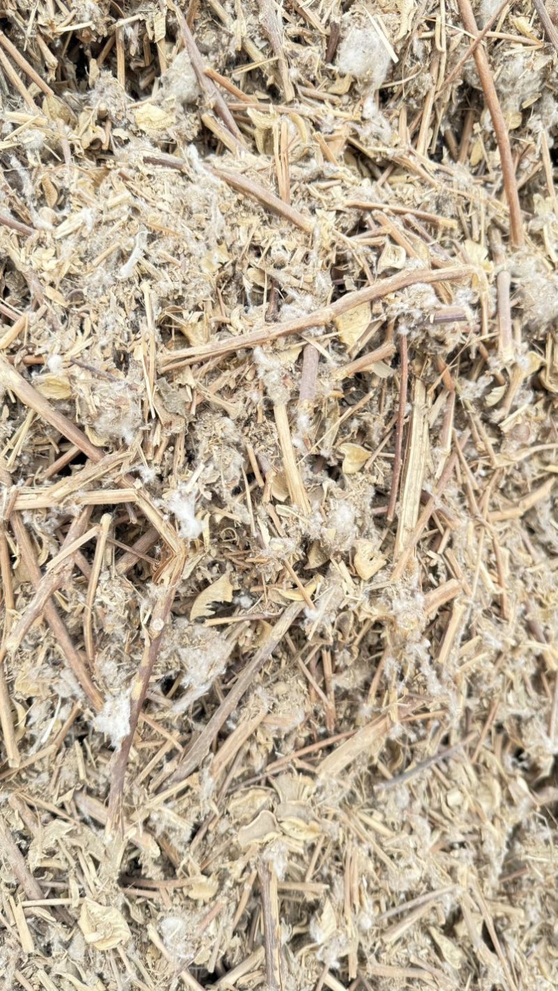 新疆棉草棉籽