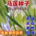 马兰花种子厂家发货一手货源批发质量保证价格便宜