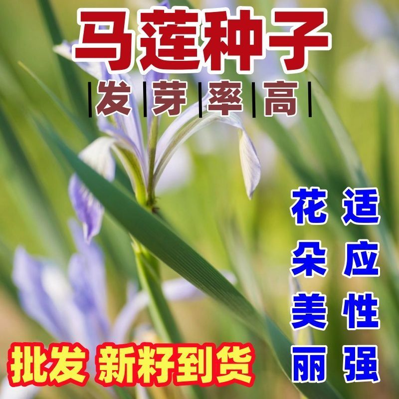马兰花种子厂家发货一手货源批发质量保证价格便宜