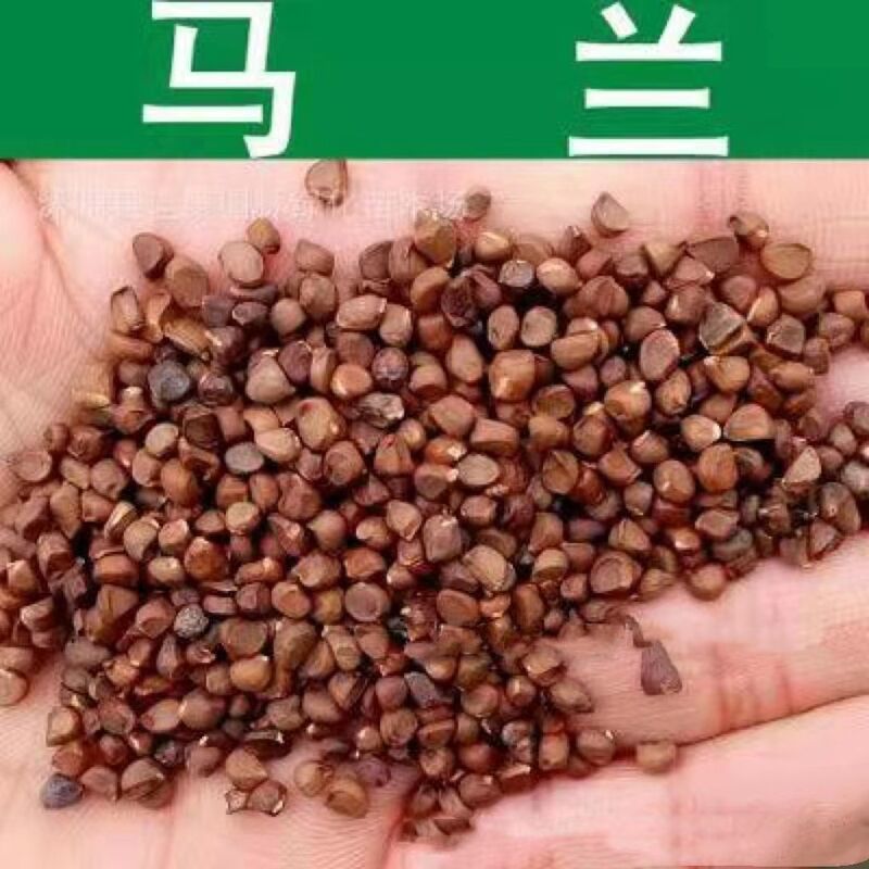 马兰花种子厂家发货一手货源批发质量保证价格便宜
