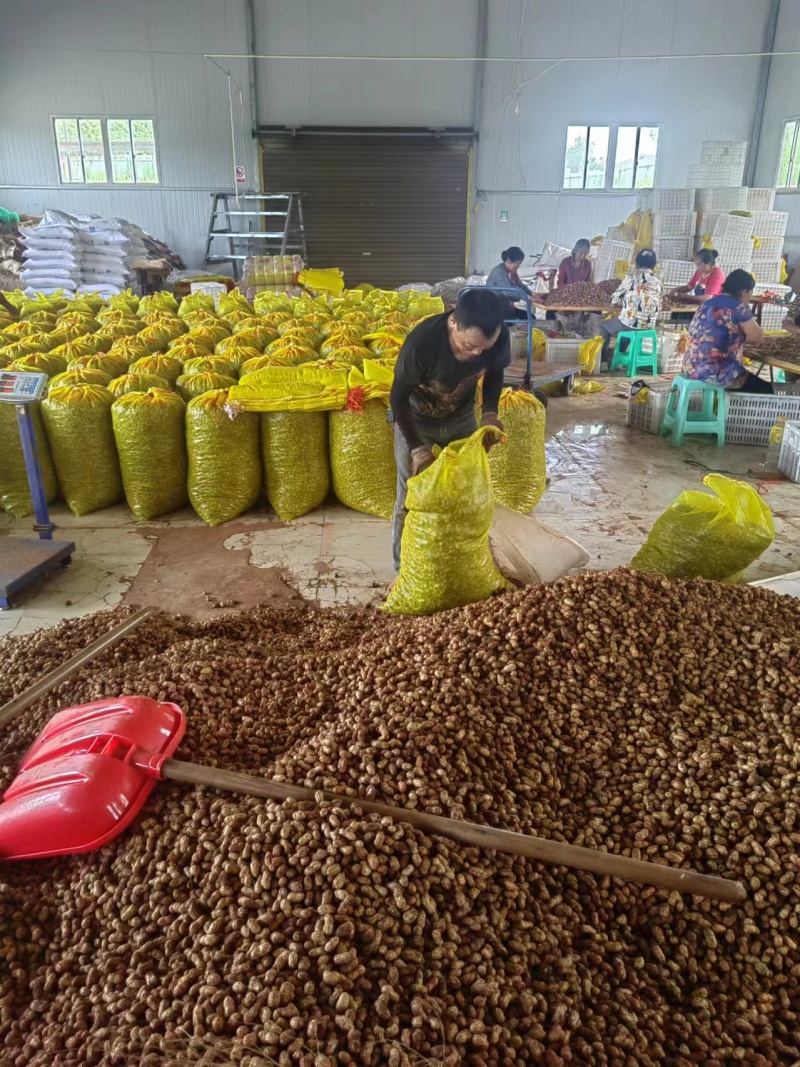 四川小白沙花生大量上市，对接工厂，商超，电商