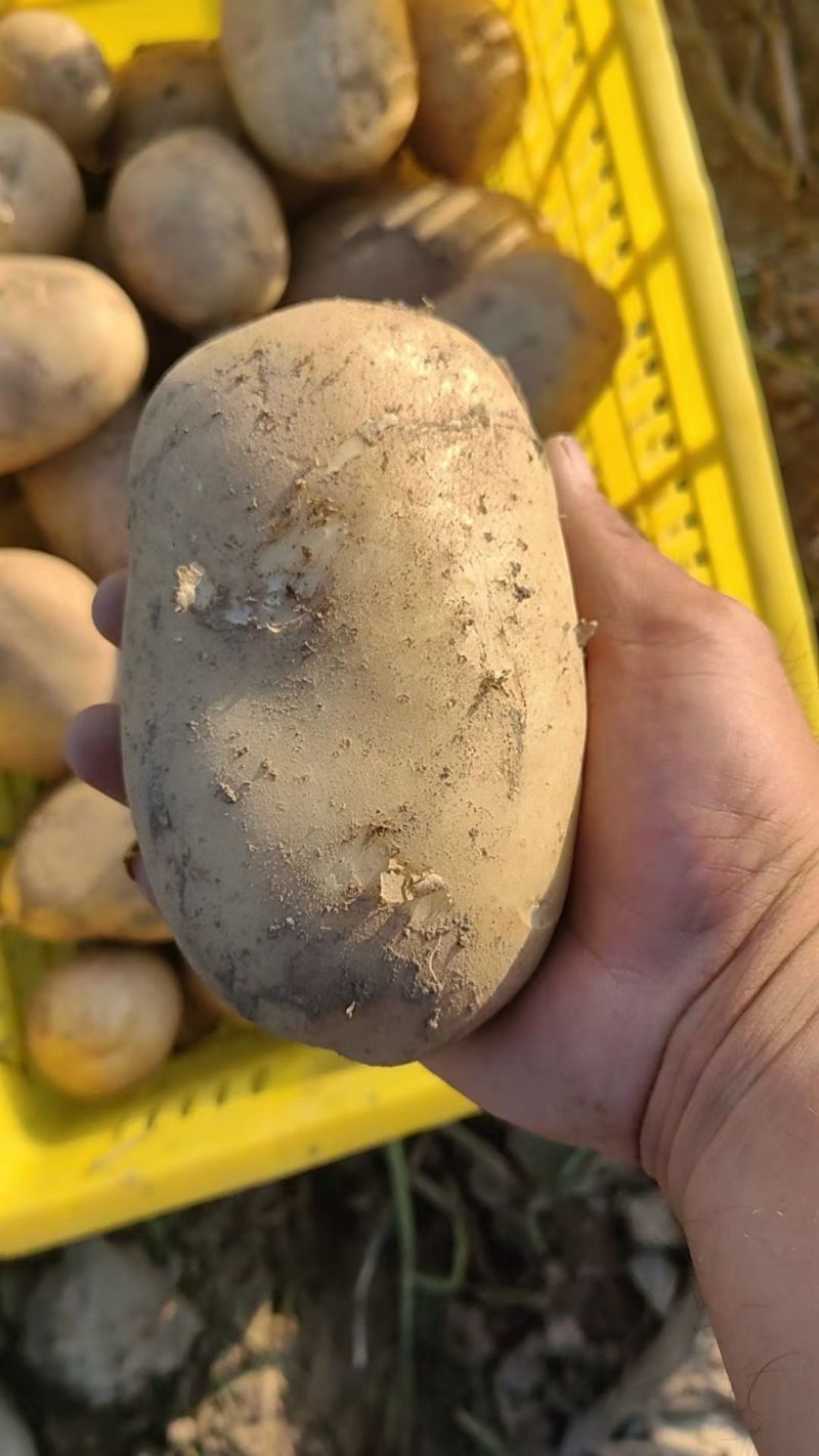 基地沃土5土豆，大量有货，产地一手货源欢迎合作，量大优惠